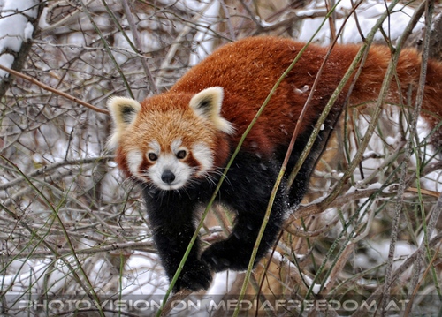 Roter Panda im Schnee 02