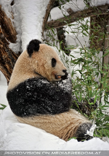 Gro�er Panda frisst im Schnee