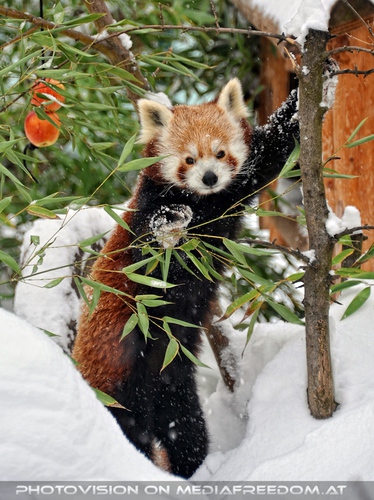 Roter Panda im Schnee 05