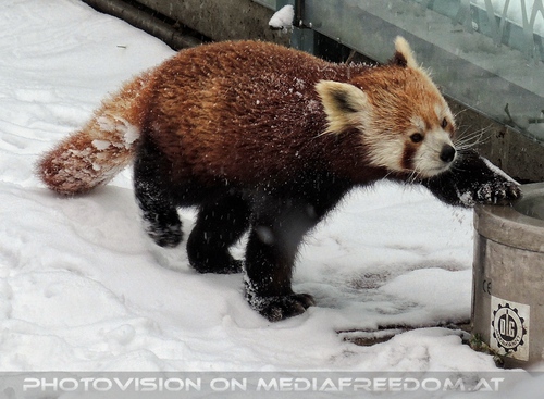 Rote Pandas im Schnee 01