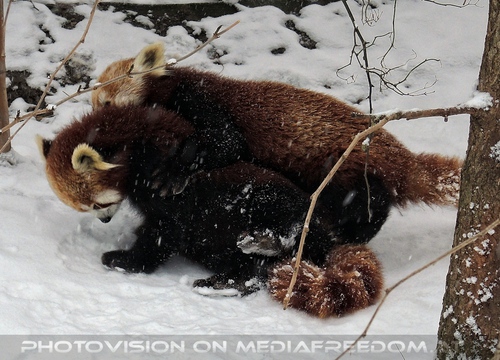 Rote Pandas im Schnee 02