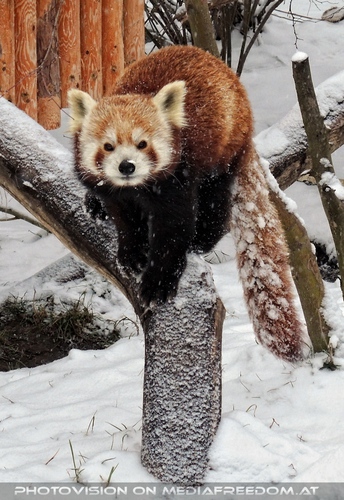 Rote Pandas im Schnee 04