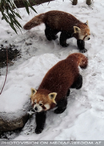 Rote Pandas im Schnee 05