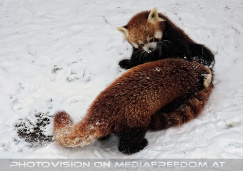 Rote Pandas im Schnee 08