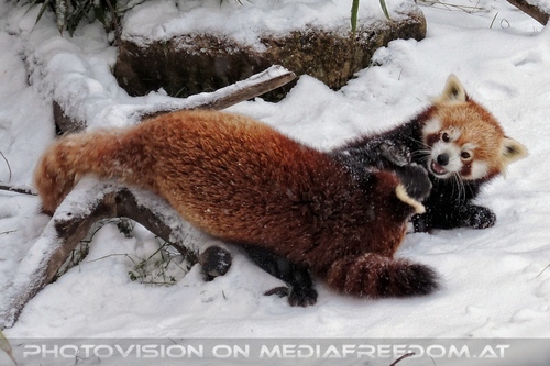 Rote Pandas im Schnee 09