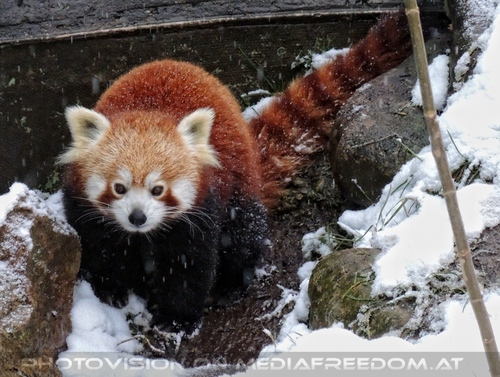 Rote Pandas im Schnee 10
