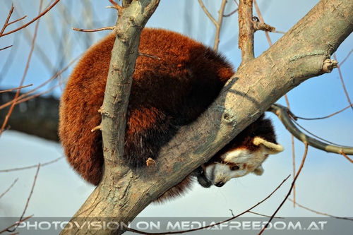 Roter Panda auf dem Ast