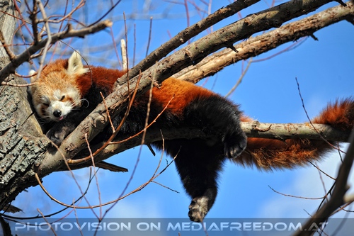 Roter Panda liegt auf dem Ast