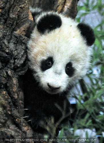 Gro�er kleiner Panda Fu Bao 5