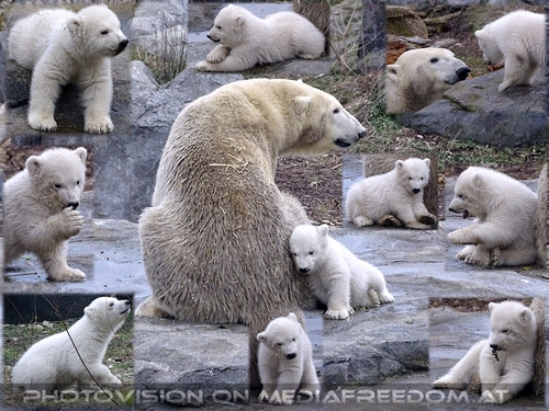 Der kleine gro�e Star