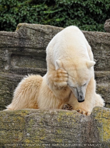 Eisb�r kratzt sich