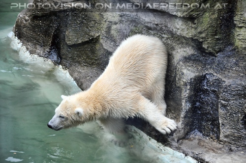 Eisb�r vor Absprung