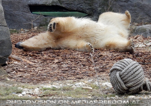 Eisb�r wuzelt sich