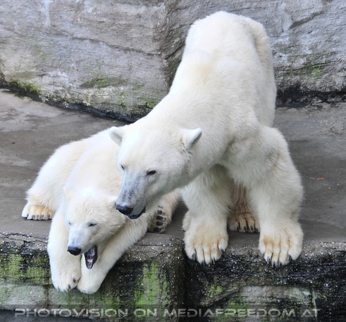 Eisb�renmama mit Baby