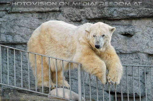 Eisb�ren Familie 04