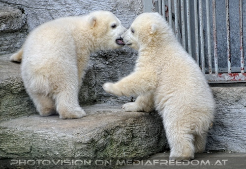 Eisb�ren Familie 27