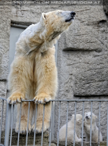 Eisb�ren Familie 34