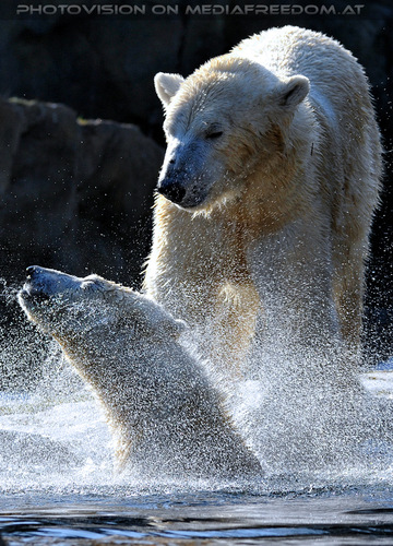 Eisb�ren Gaude 13