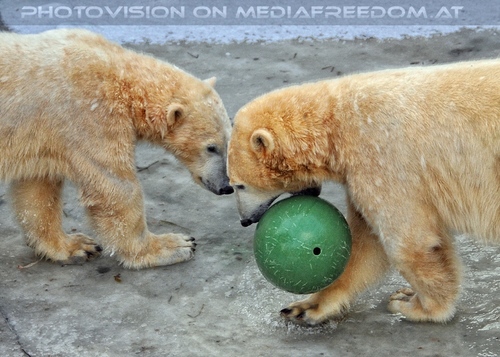 Eisb�ren im Schnee 07