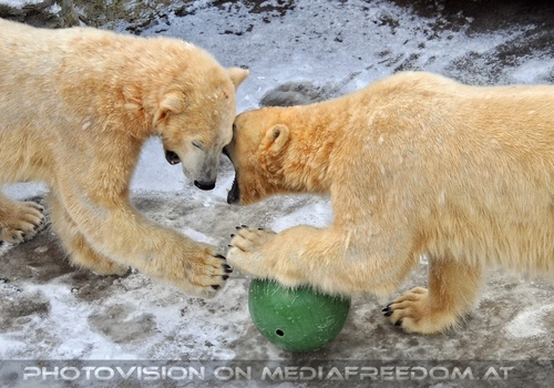 Eisb�ren im Schnee 08