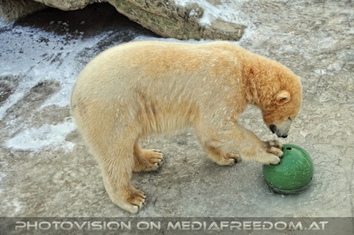 Eisb�ren im Schnee 09