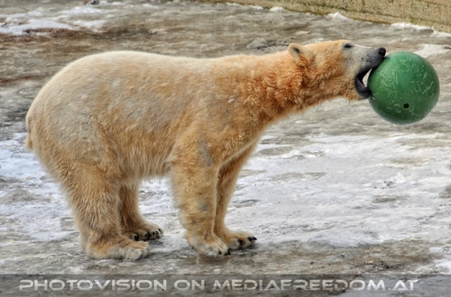 Eisb�ren im Schnee 10