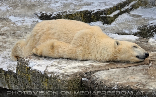 Eisb�ren im Schnee 13