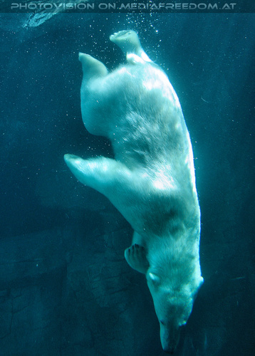 Eisb�renwelt 14