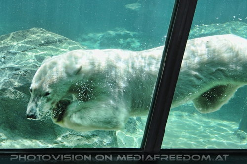 Eisb�renwelt Franz Josef Land