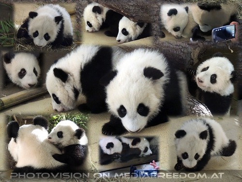 Panda Silvesterparty