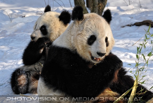 Gro�e Panda Mahlzeit 02