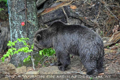 F�r vier Pfoten 06