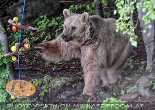 F�r vier Pfoten 13