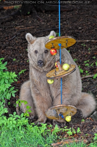 F�r vier Pfoten 14