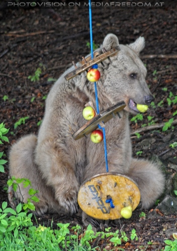 F�r vier Pfoten 15