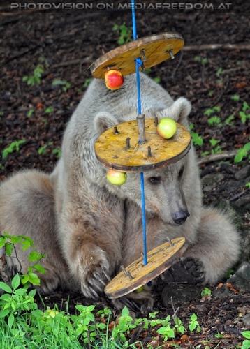 F�r vier Pfoten 16