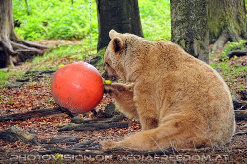 F�r vier Pfoten 22