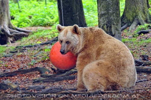 F�r vier Pfoten 24