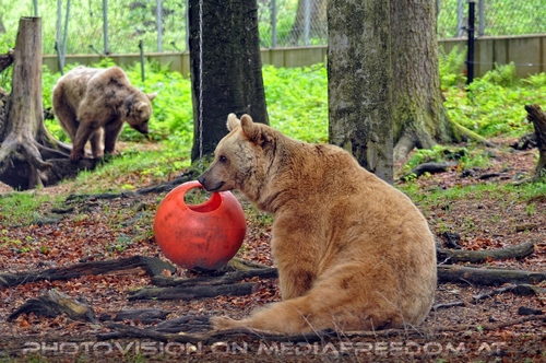 F�r vier Pfoten 25