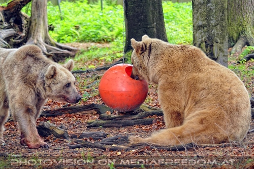 F�r vier Pfoten 26