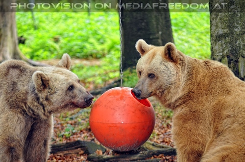 F�r vier Pfoten 29