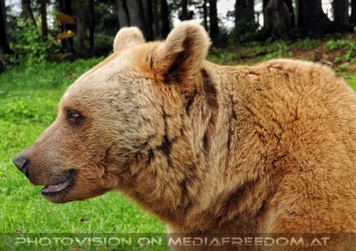 F�r vier Pfoten 33