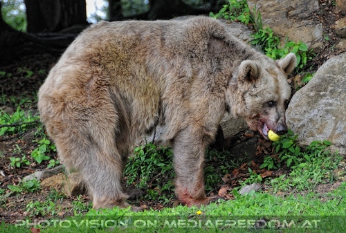 F�r vier Pfoten 36