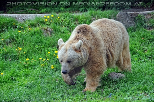 F�r vier Pfoten 38