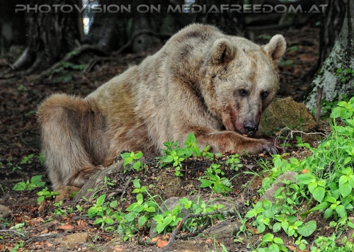 F�r vier Pfoten 45