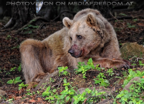 F�r vier Pfoten 46