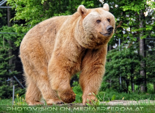 F�r vier Pfoten 47