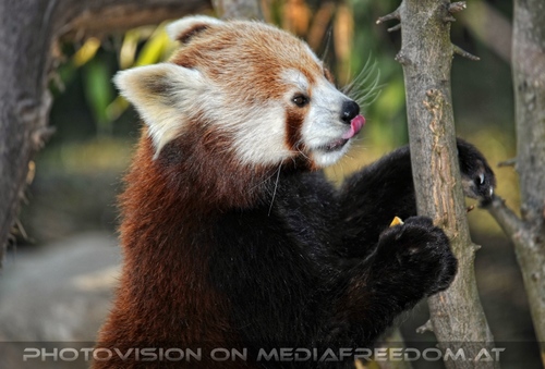 F�tterung roter Pandas 02