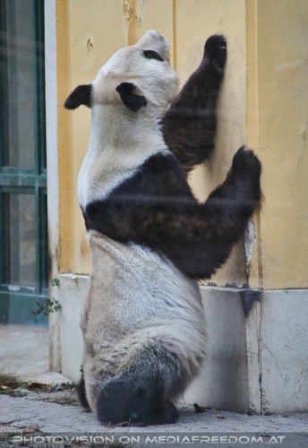 Ganz gro�er Panda