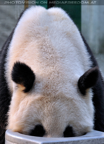 Gro�e Panda Familie 01